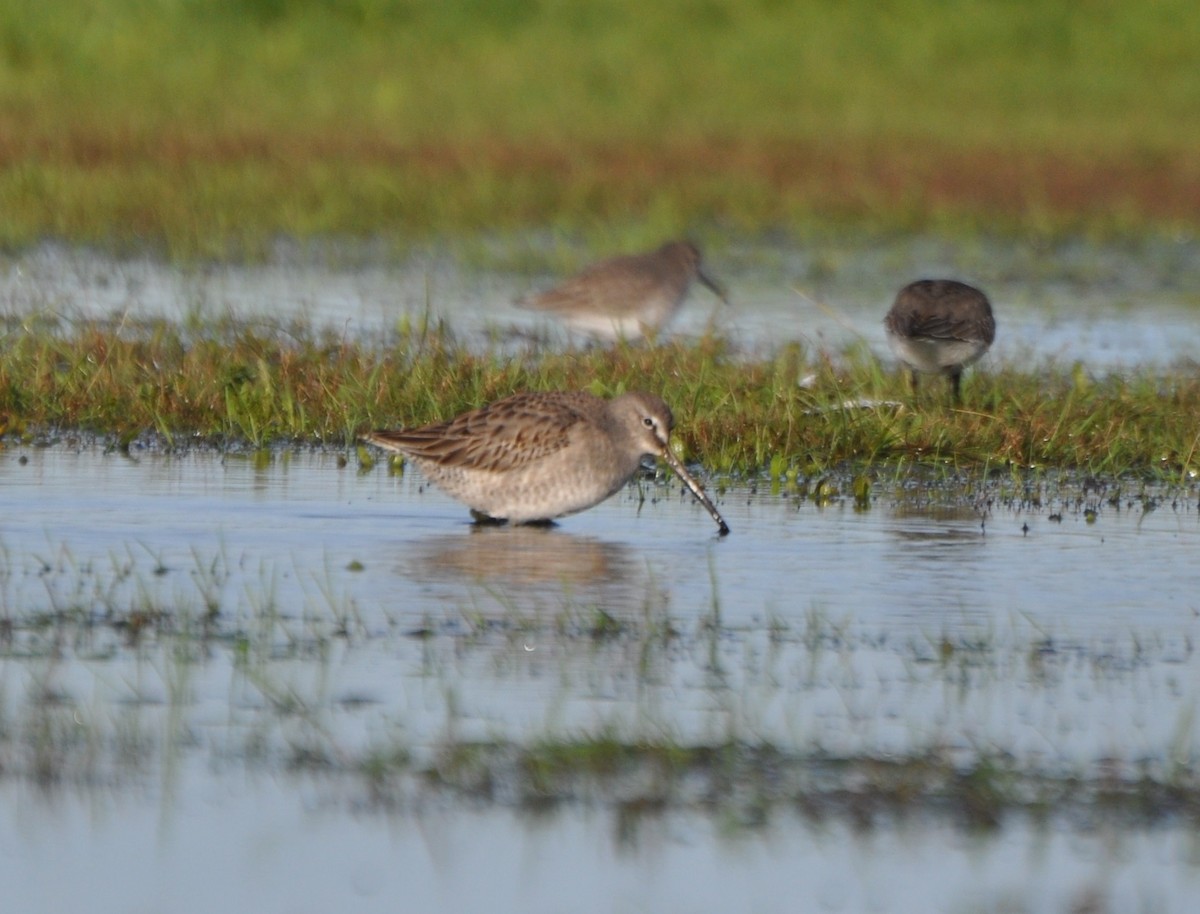 Long-billed Dowitcher - ML74125641