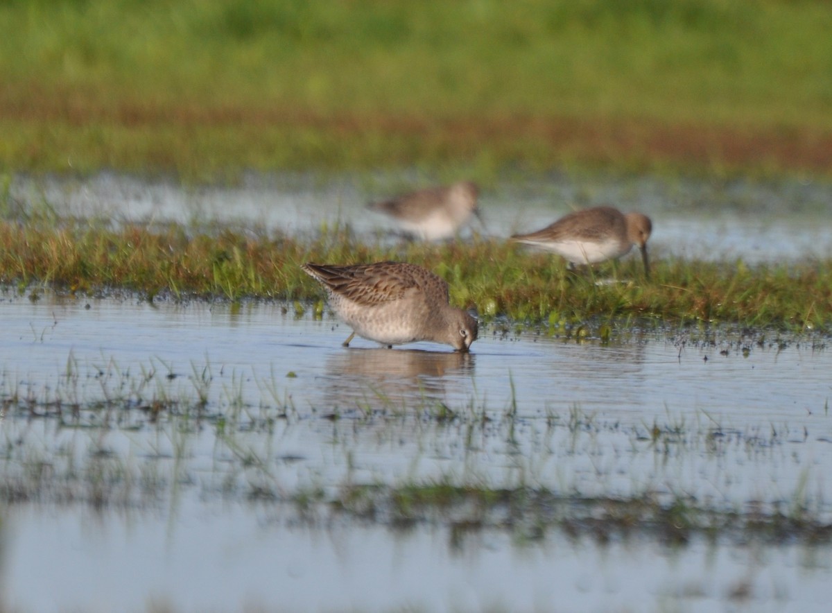 Long-billed Dowitcher - ML74125651