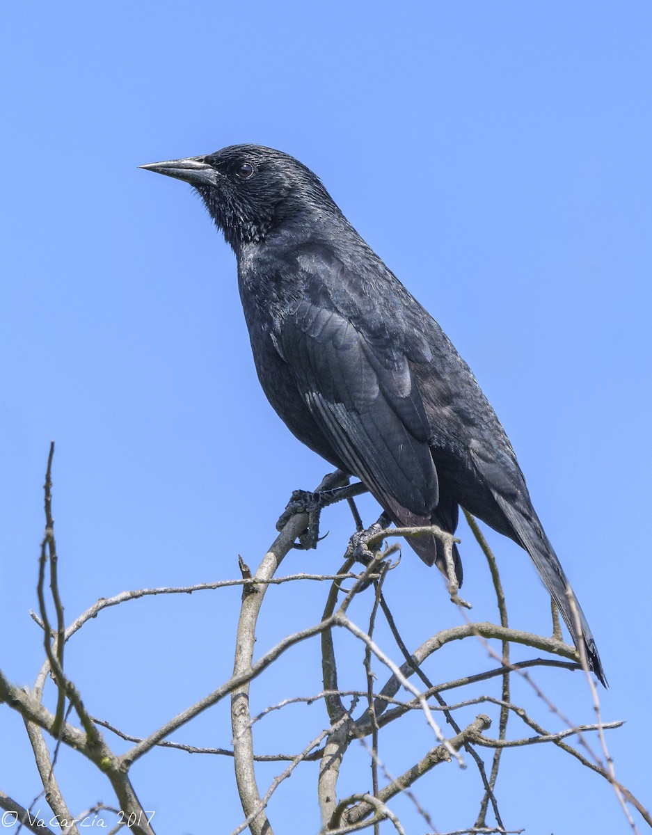 Austral Blackbird - ML74128051