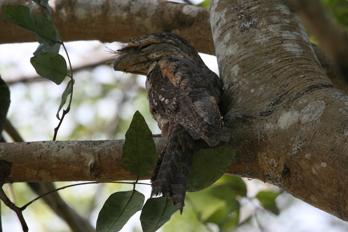 Papuan Frogmouth - ML74128881