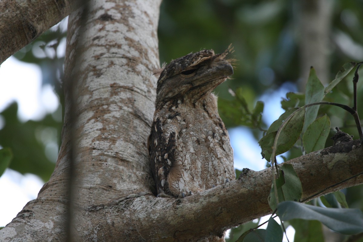 Papuan Frogmouth - James (Jim) Holmes