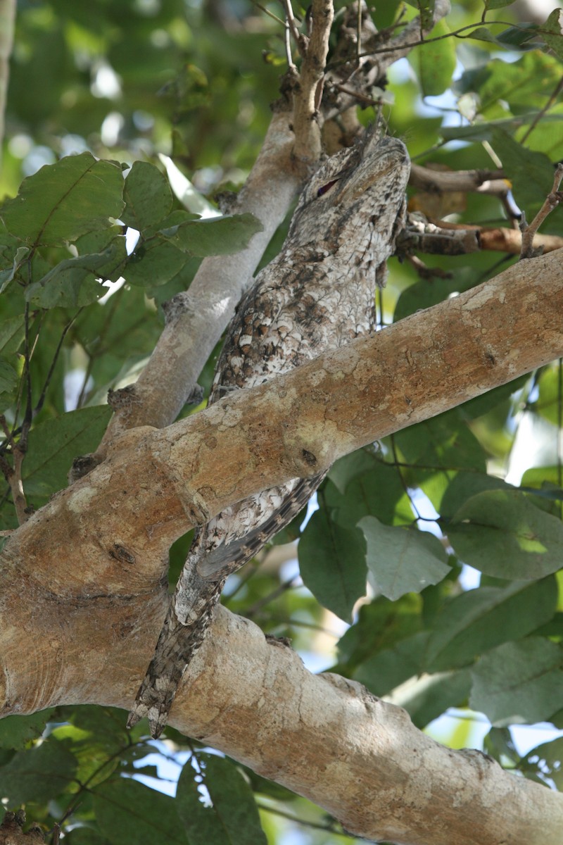 Papuan Frogmouth - ML74129091