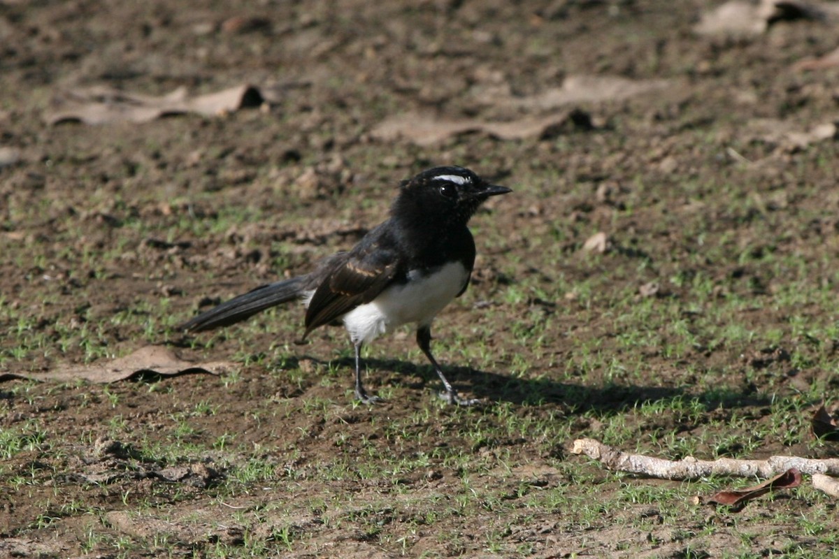 Willie-wagtail - ML74129661