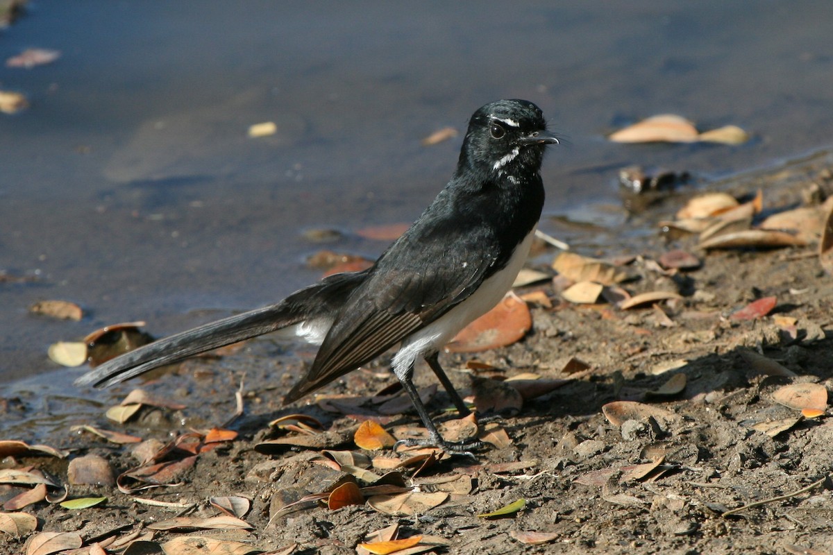 Willie-wagtail - ML74129721