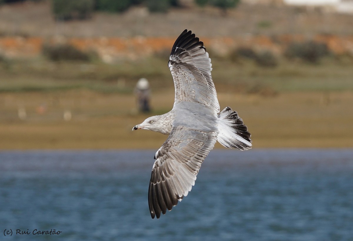 Herring Gull (European) - ML74131291