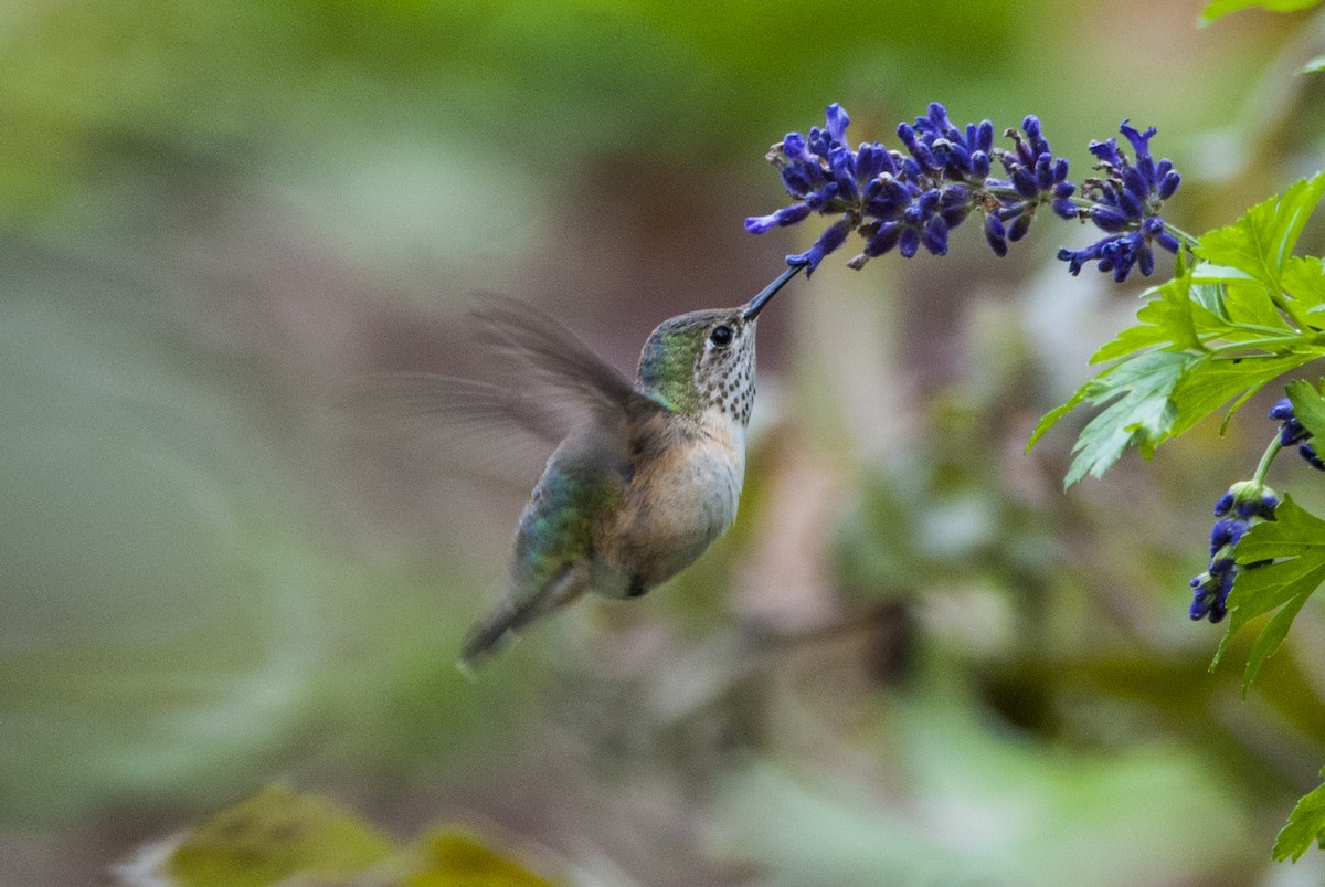 Calliope Hummingbird - Andrew Simon