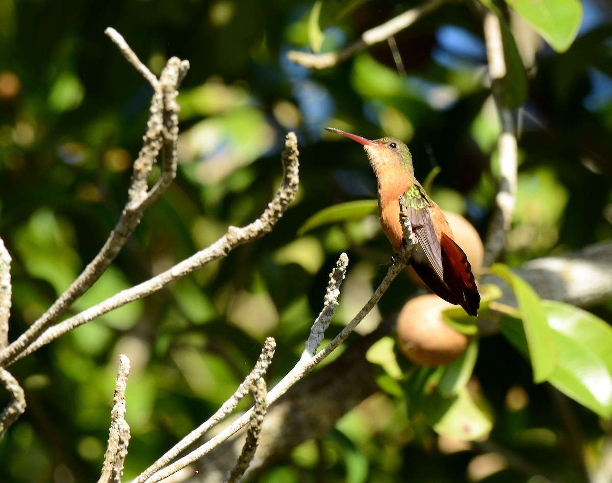 Cinnamon Hummingbird - Charles Hundertmark