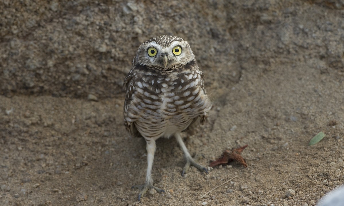 Burrowing Owl - ML74137941