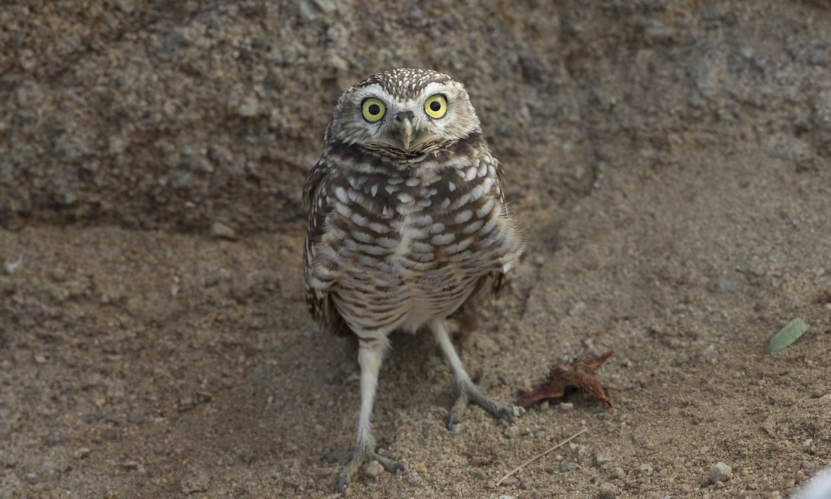 Burrowing Owl - Brian Sullivan
