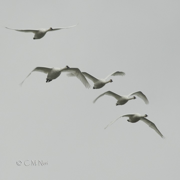 Tundra Swan - Chris Neri