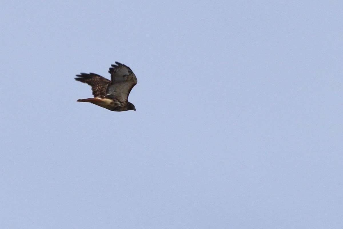 Red-tailed Hawk (abieticola) - ML74143211