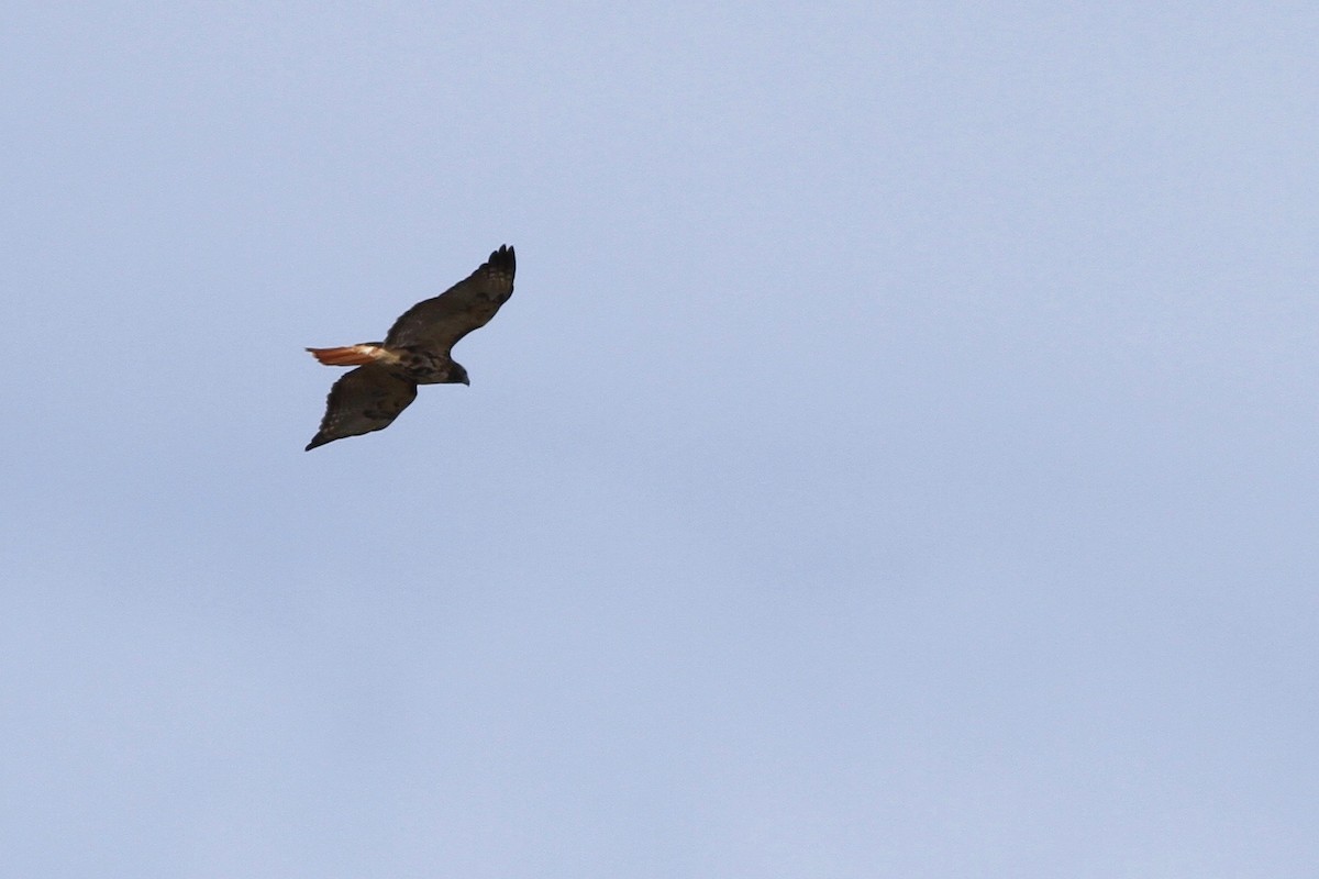 Red-tailed Hawk (abieticola) - Evan Lipton