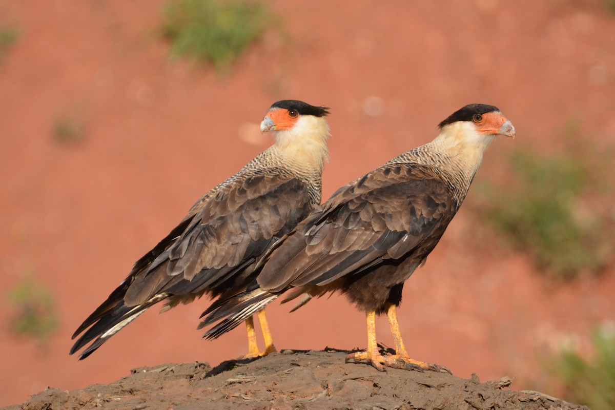 Crested Caracara (Southern) - ML74144151