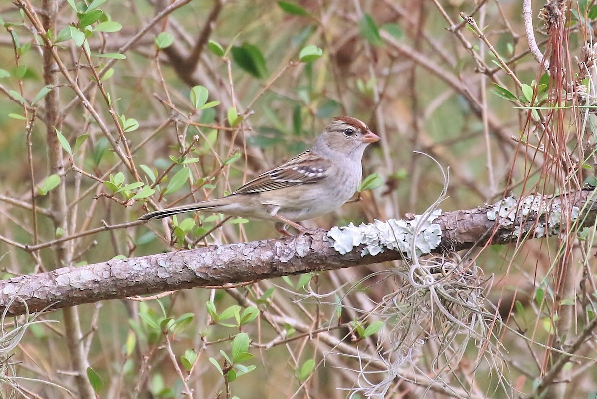 White-crowned Sparrow - ML74146951