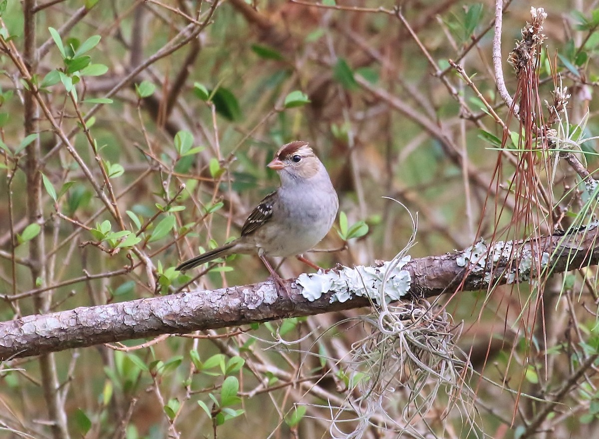 White-crowned Sparrow - ML74146961