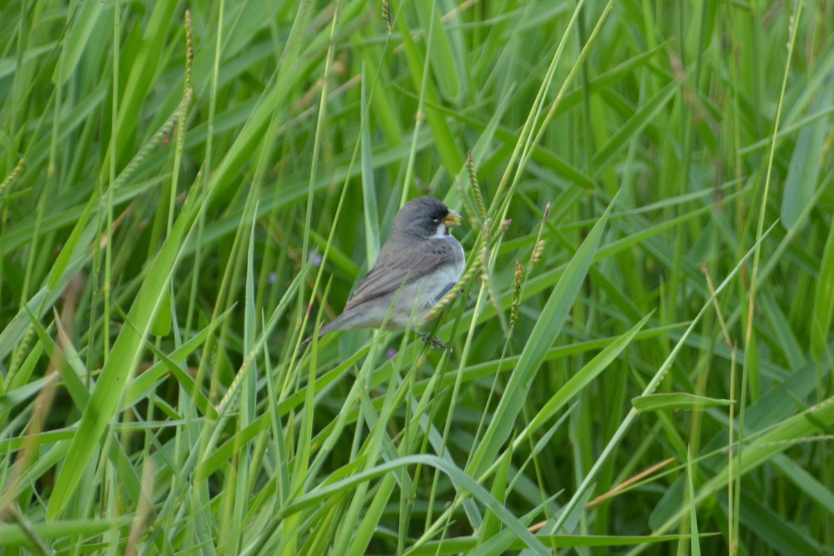 Double-collared Seedeater - Oliver Prioli