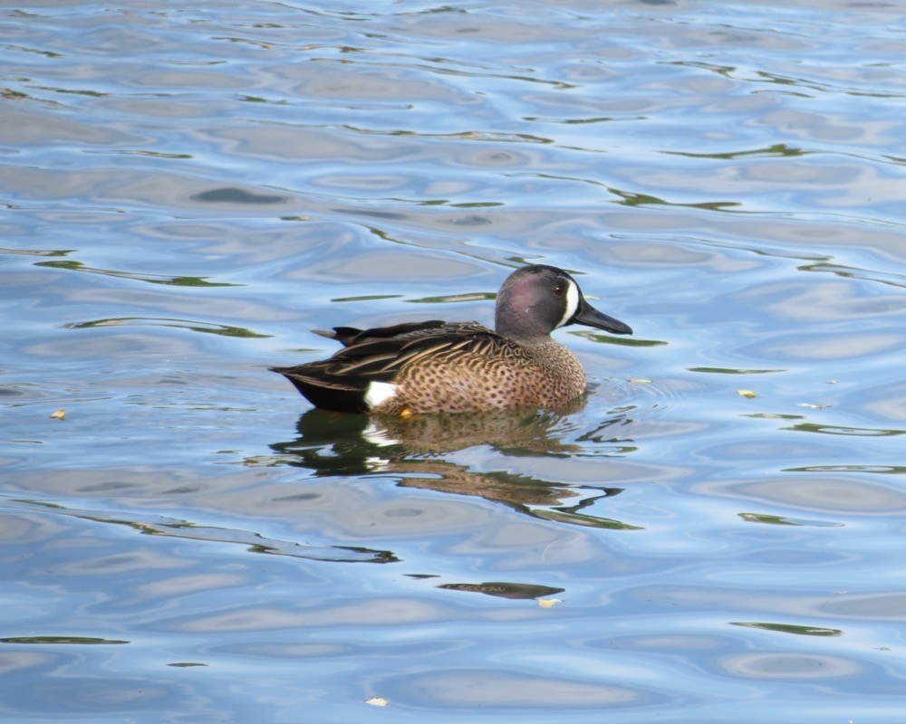 Blue-winged Teal - ML74157301