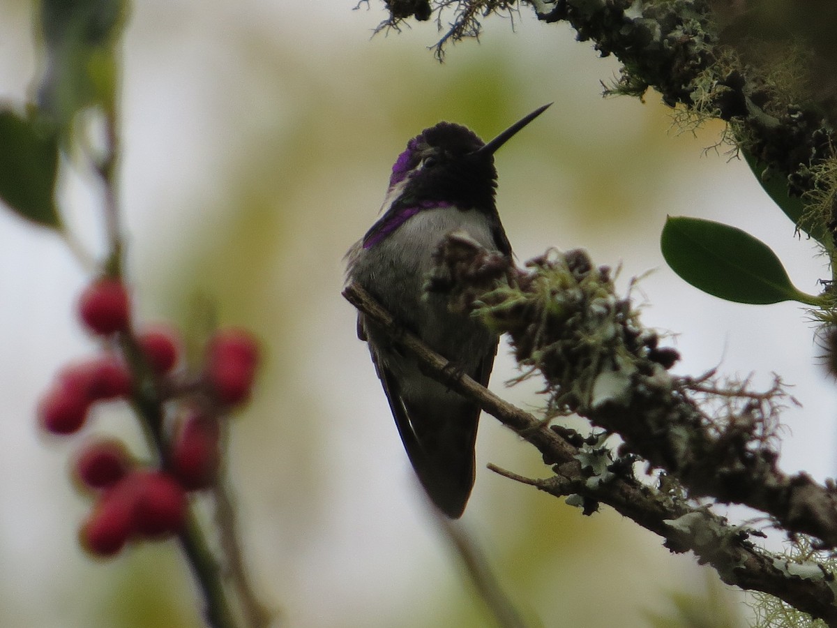 Costa's Hummingbird - ML74160201