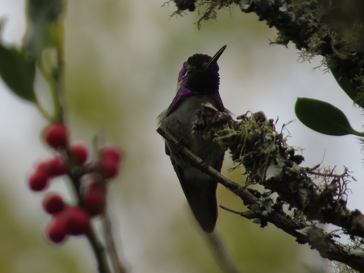 Costa's Hummingbird - ML74160221