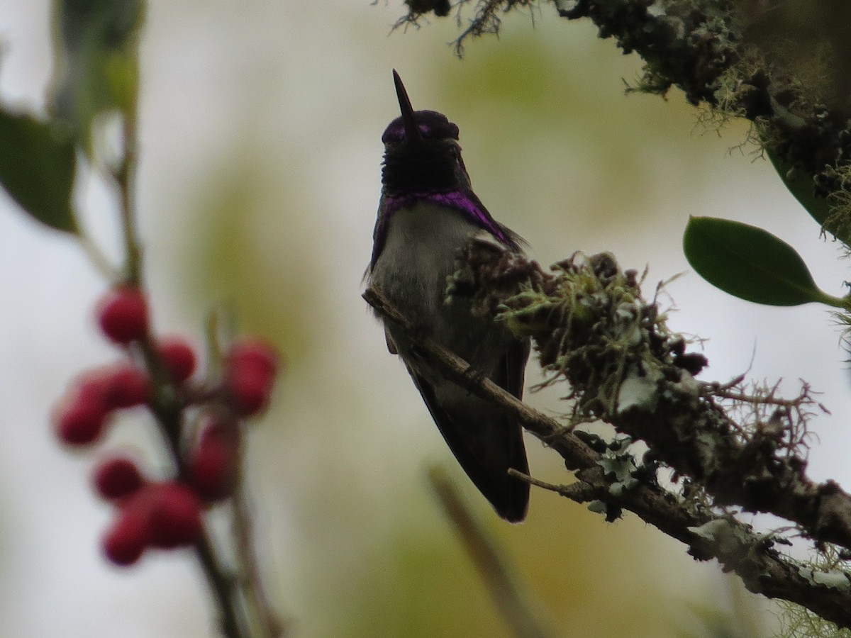 Costa's Hummingbird - ML74160231
