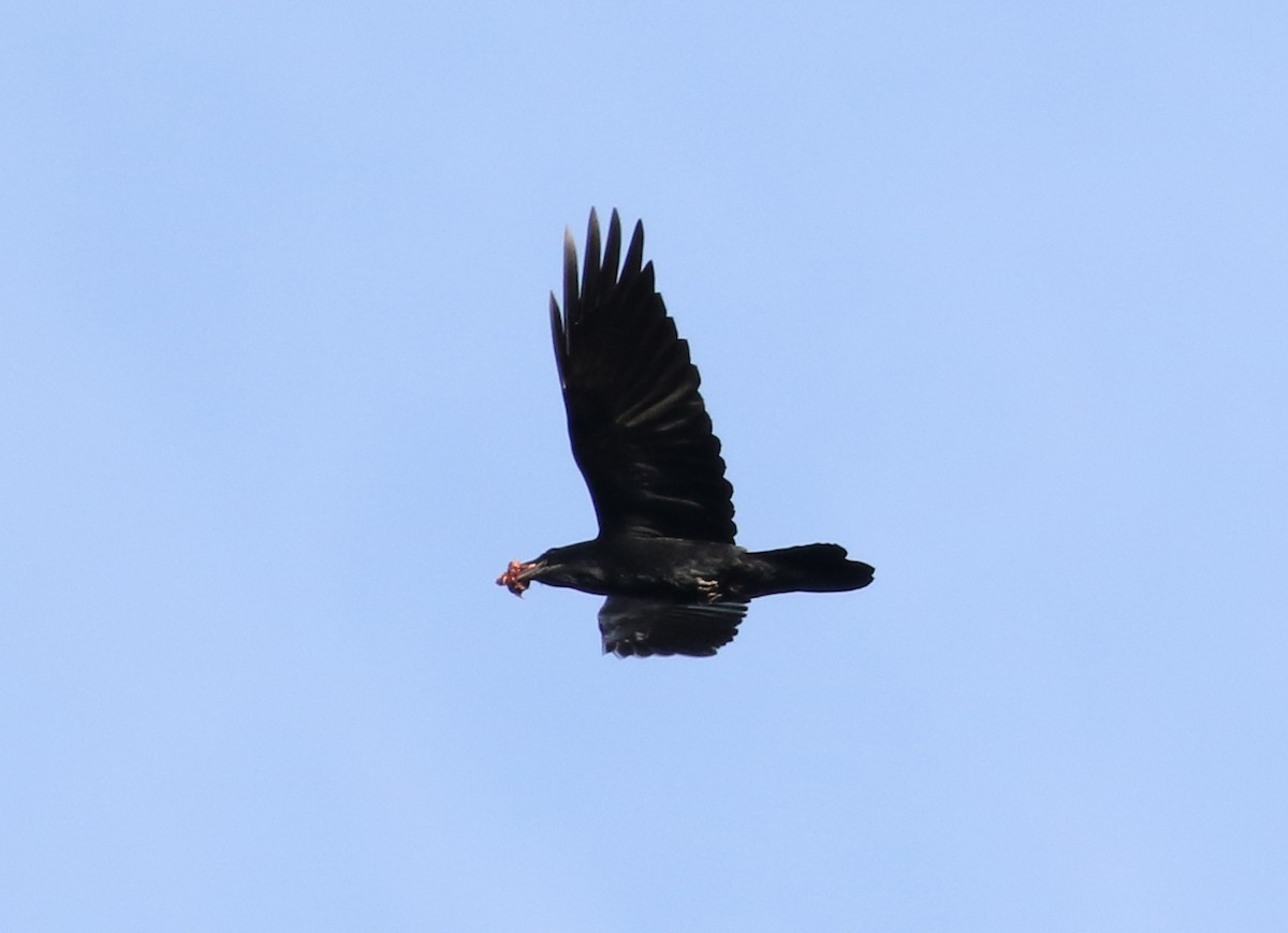 Common Raven - ML74161321