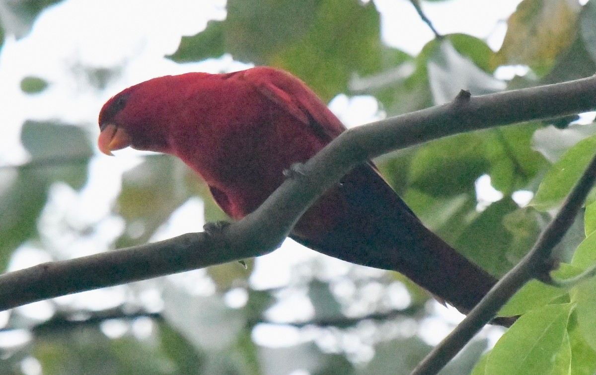 紅色吸蜜鸚鵡 - ML74161701
