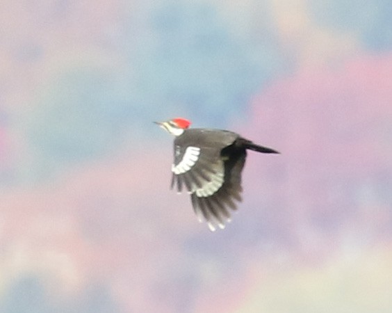 Pileated Woodpecker - ML74161961