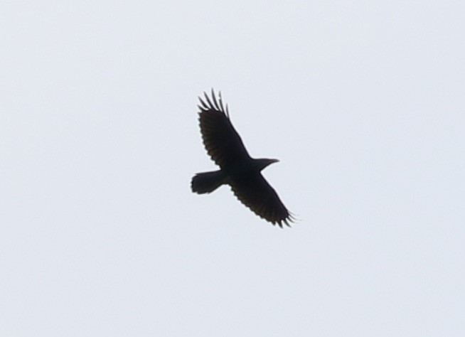 Common Raven - ML74163511