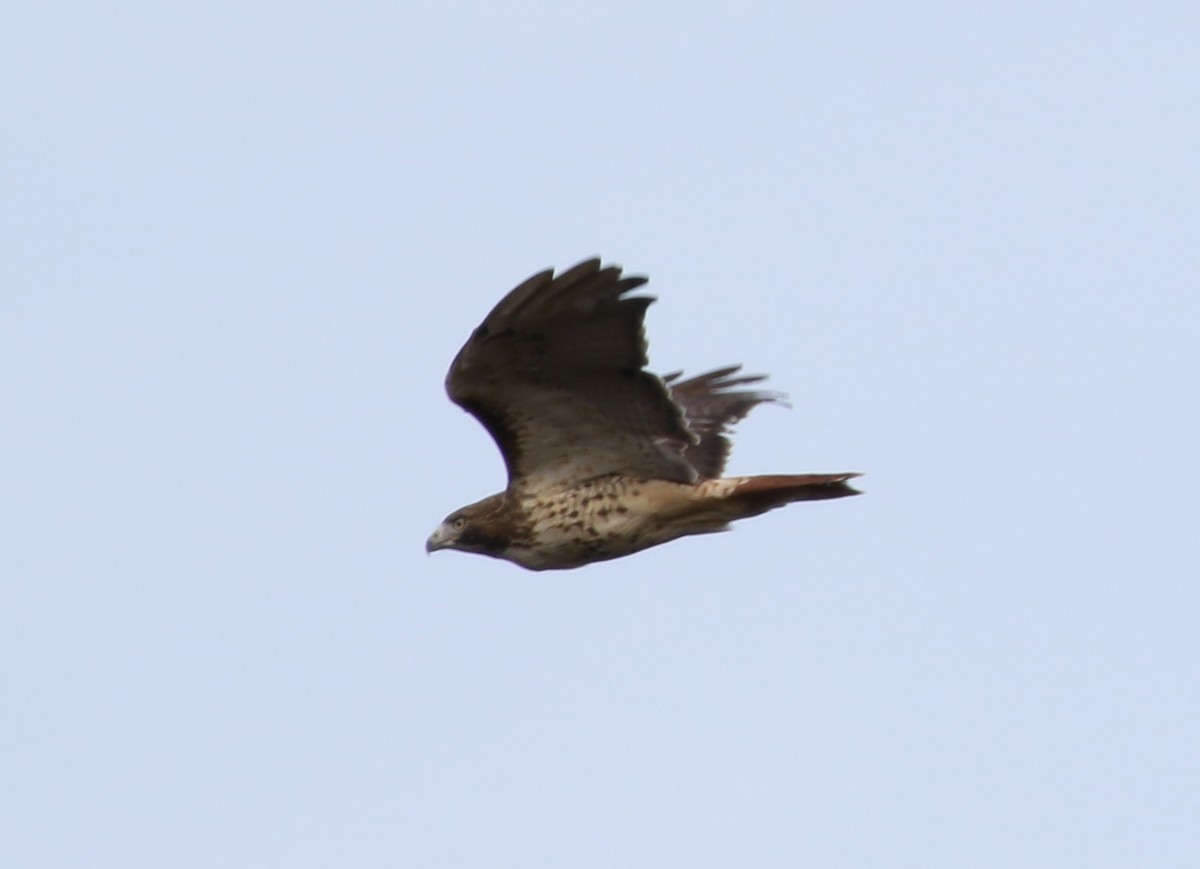 Red-tailed Hawk - ML74166251