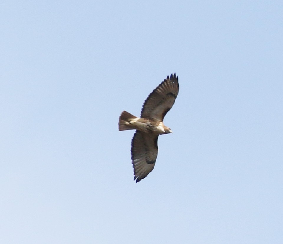 Red-tailed Hawk - ML74167041