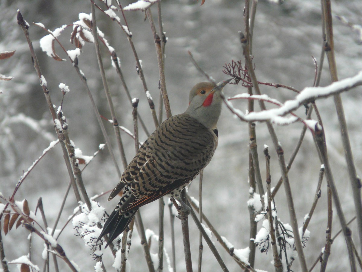 Northern Flicker (Red-shafted) - Douglas Leighton