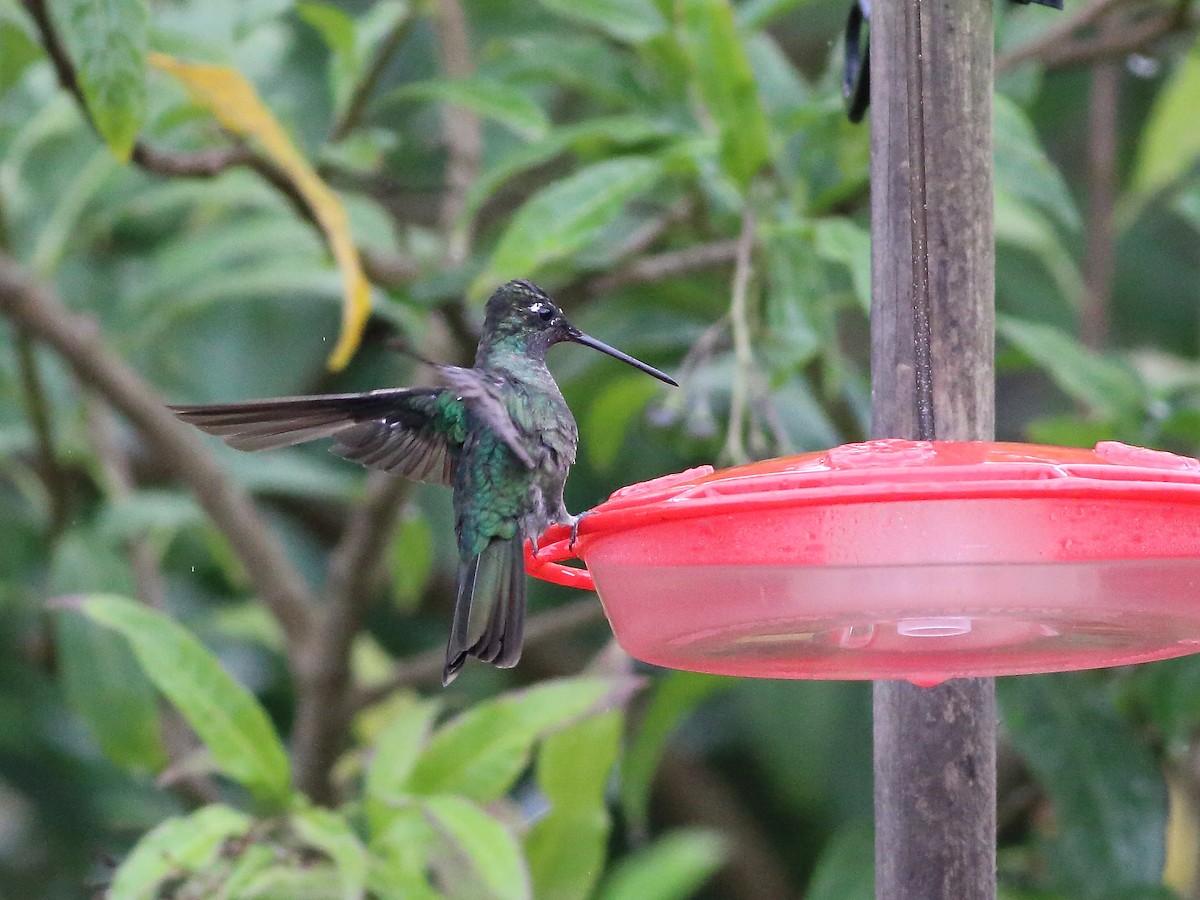 Talamanca Hummingbird - ML74174531