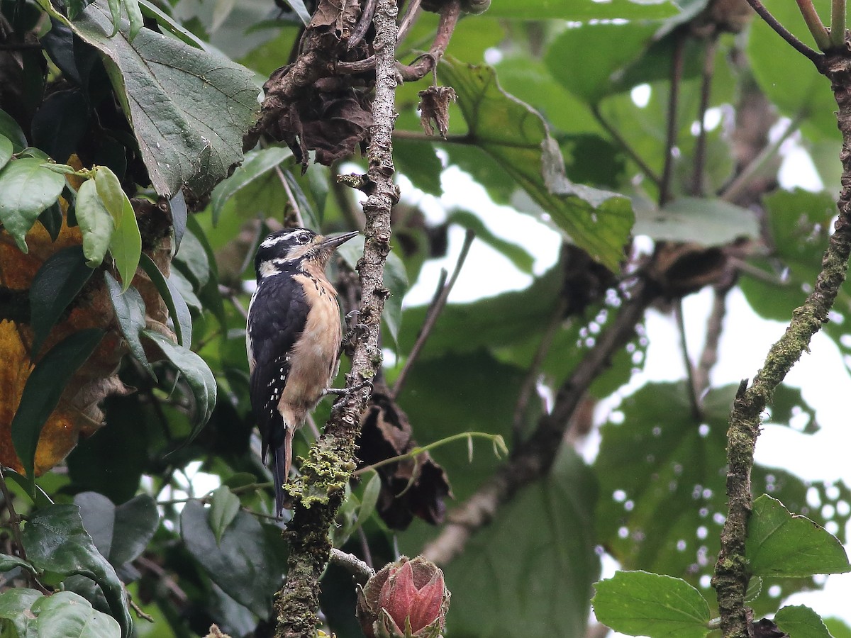 Hairy Woodpecker (Costa Rican) - Andy Wilson