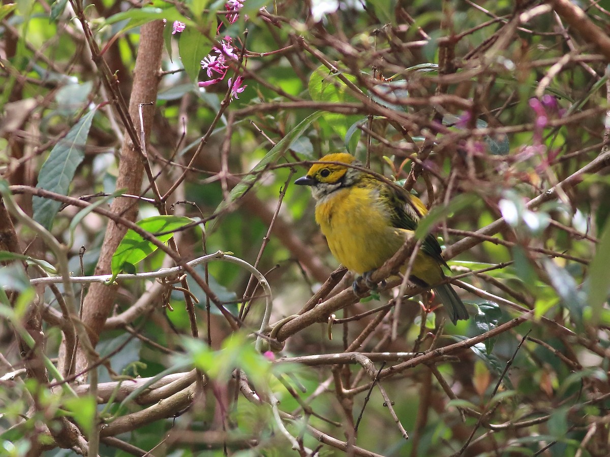 Silver-throated Tanager - ML74174791