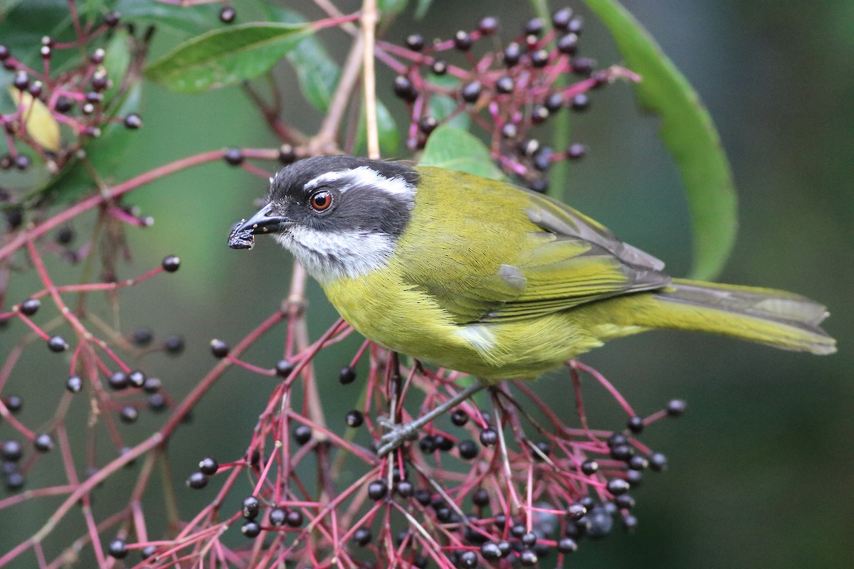 Sooty-capped Chlorospingus - Andy Wilson