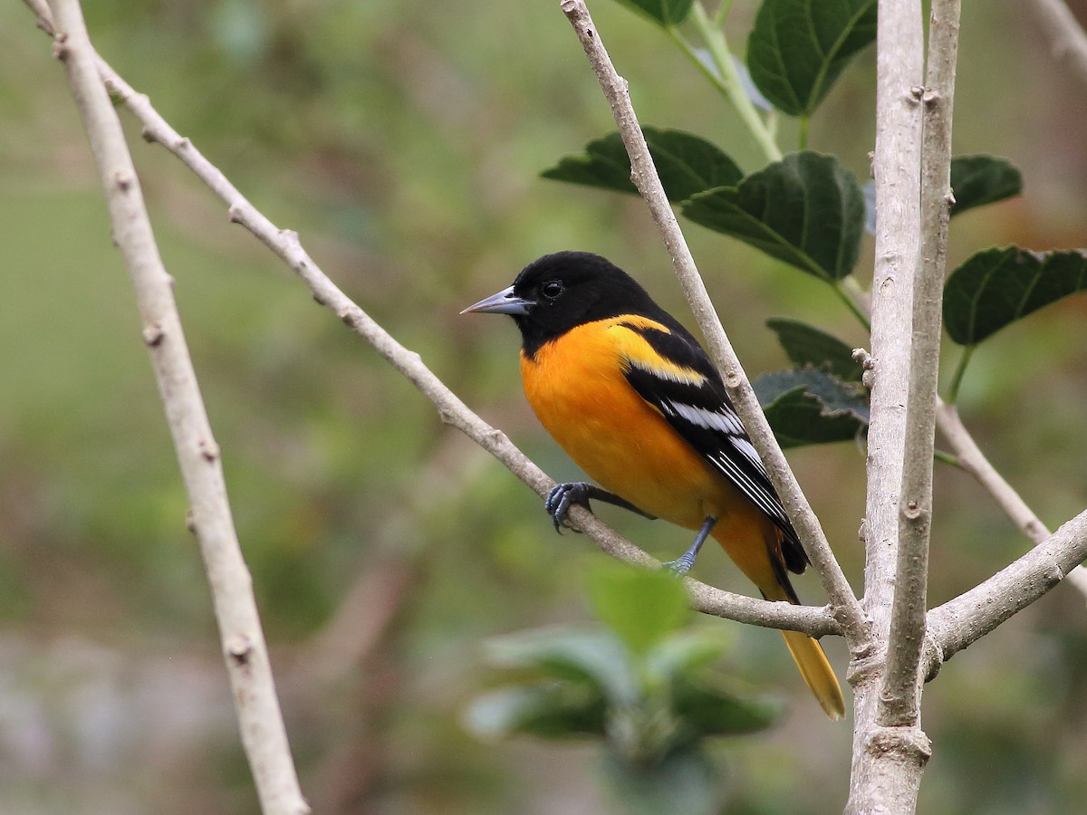 Baltimore Oriole - Andy Wilson