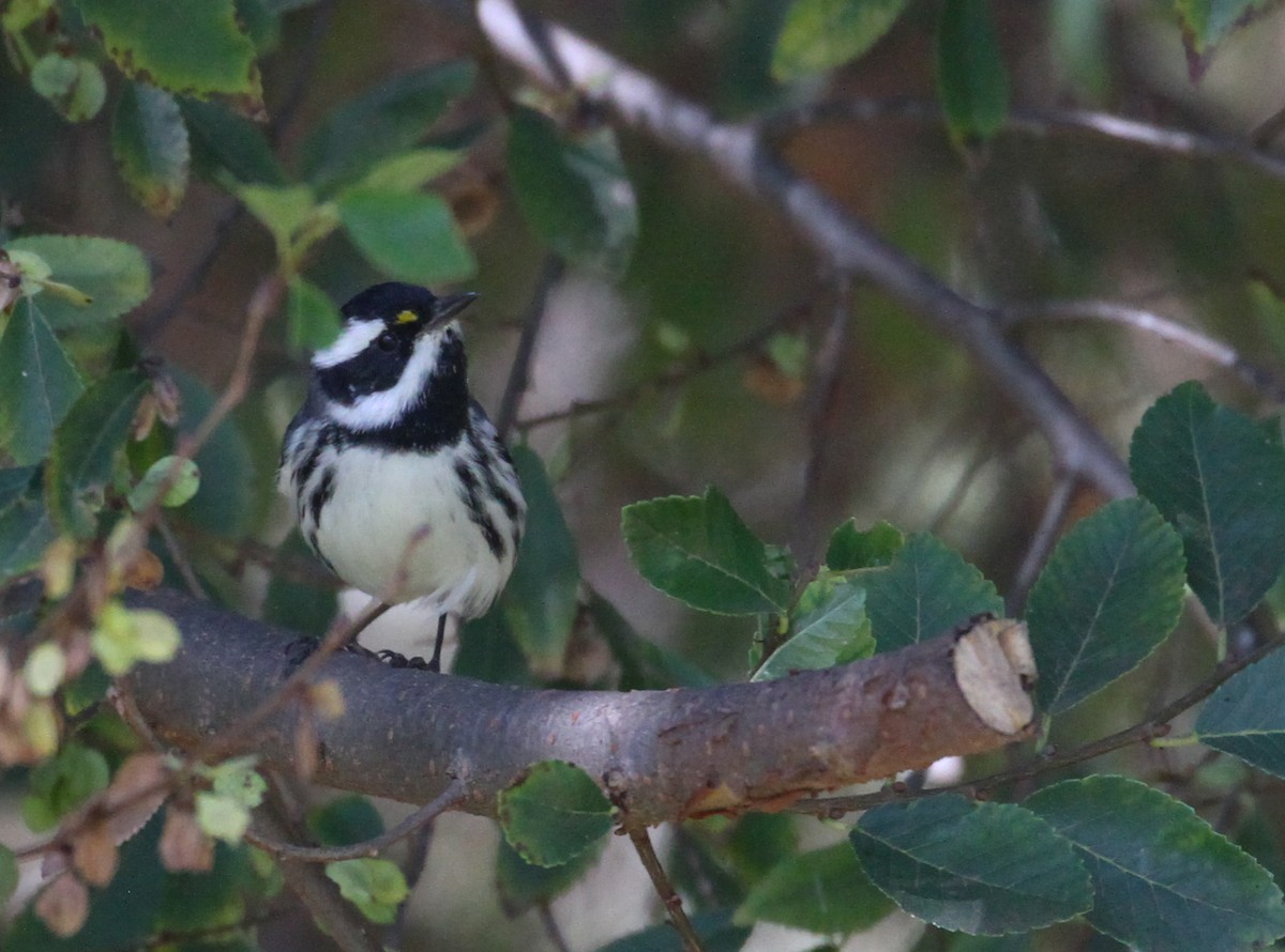 Black-throated Gray Warbler - Tracy Drake
