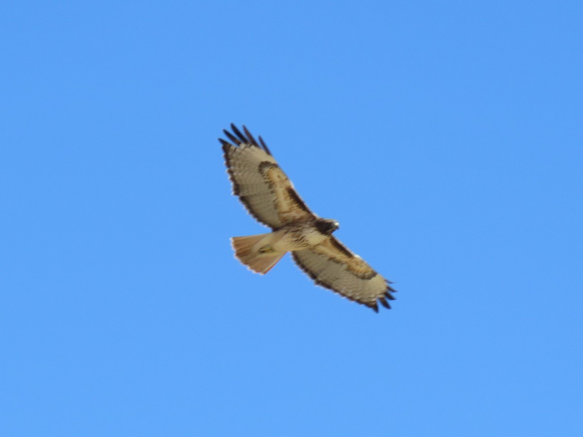Red-tailed Hawk - Colin Dillingham