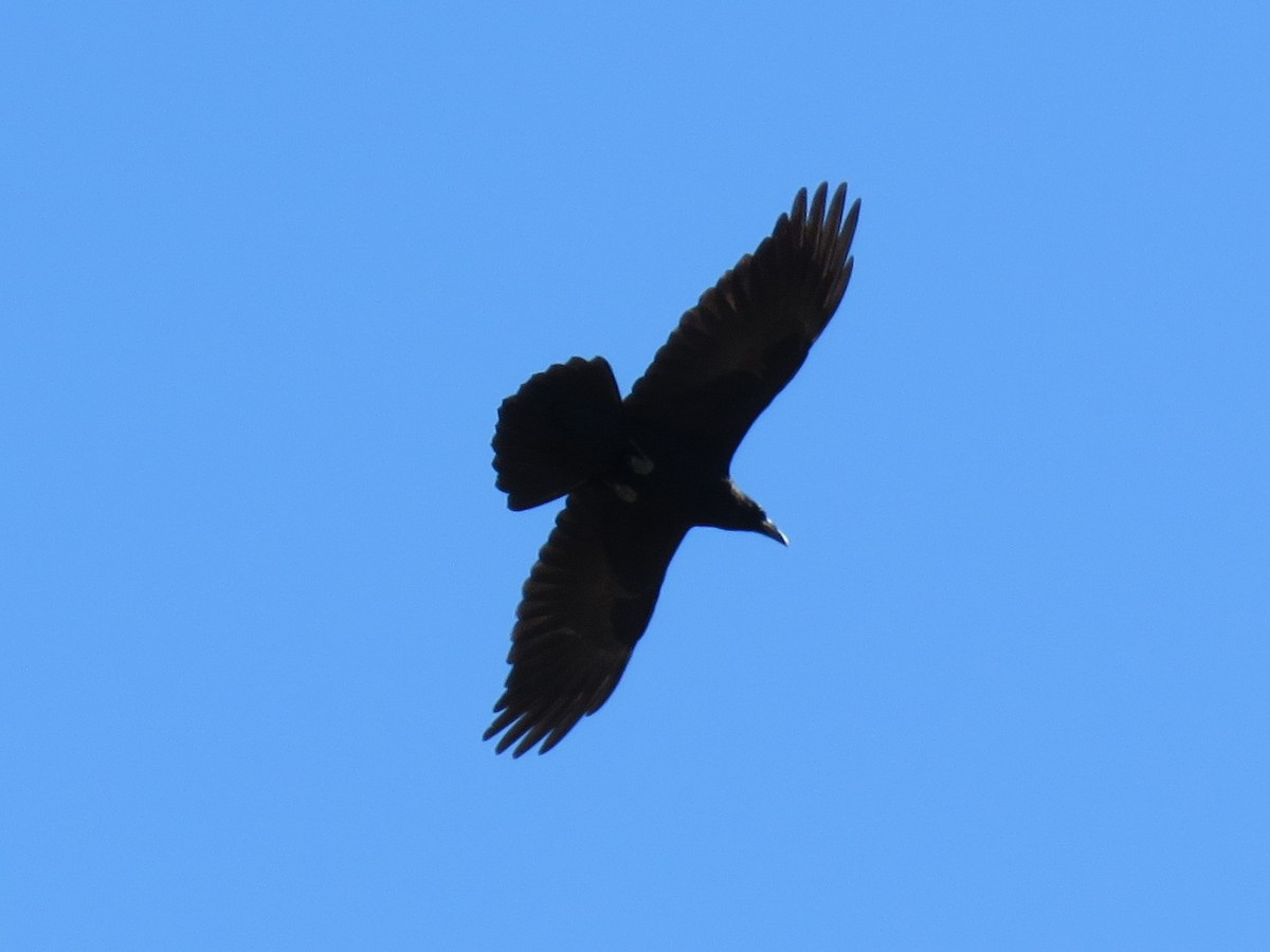 Common Raven - ML74180521