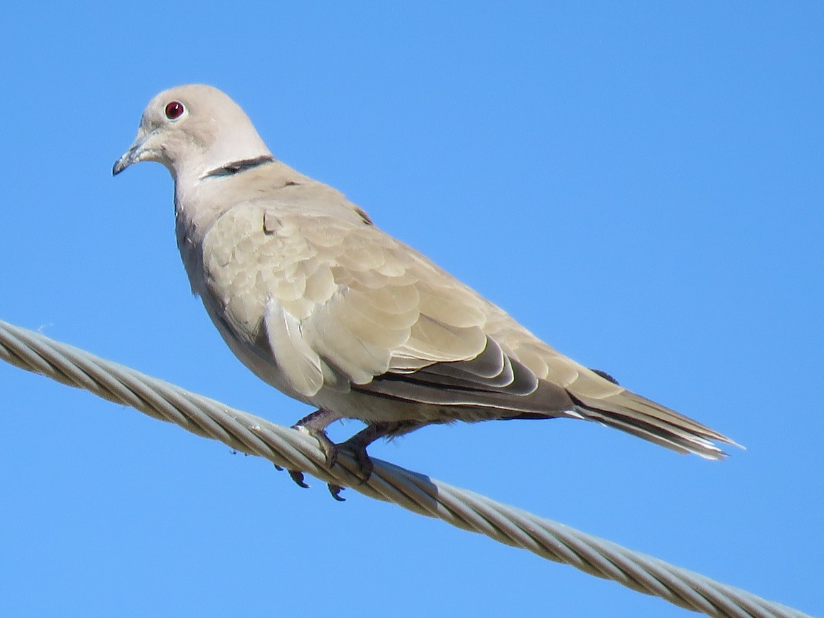 Eurasian Collared-Dove - ML74181141
