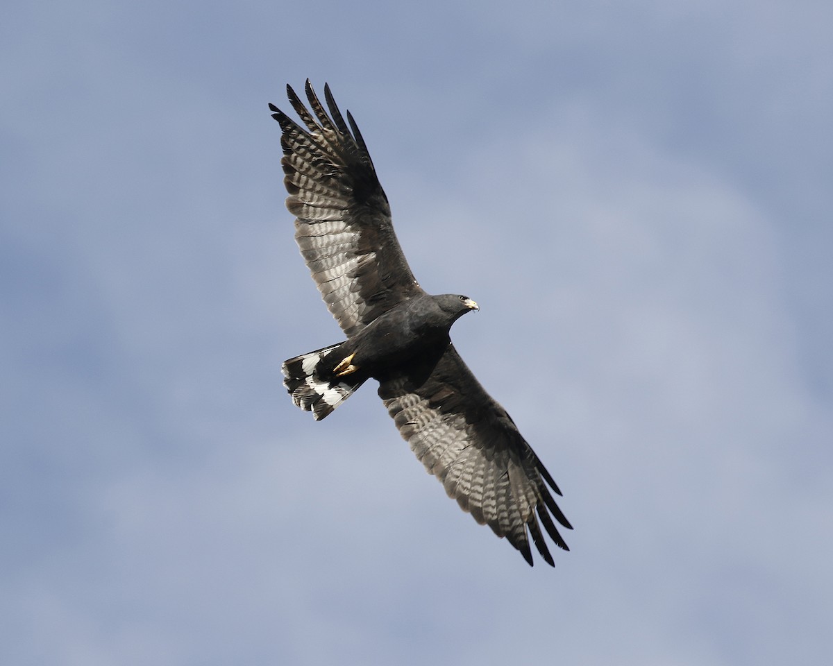 Zone-tailed Hawk - David McQuade