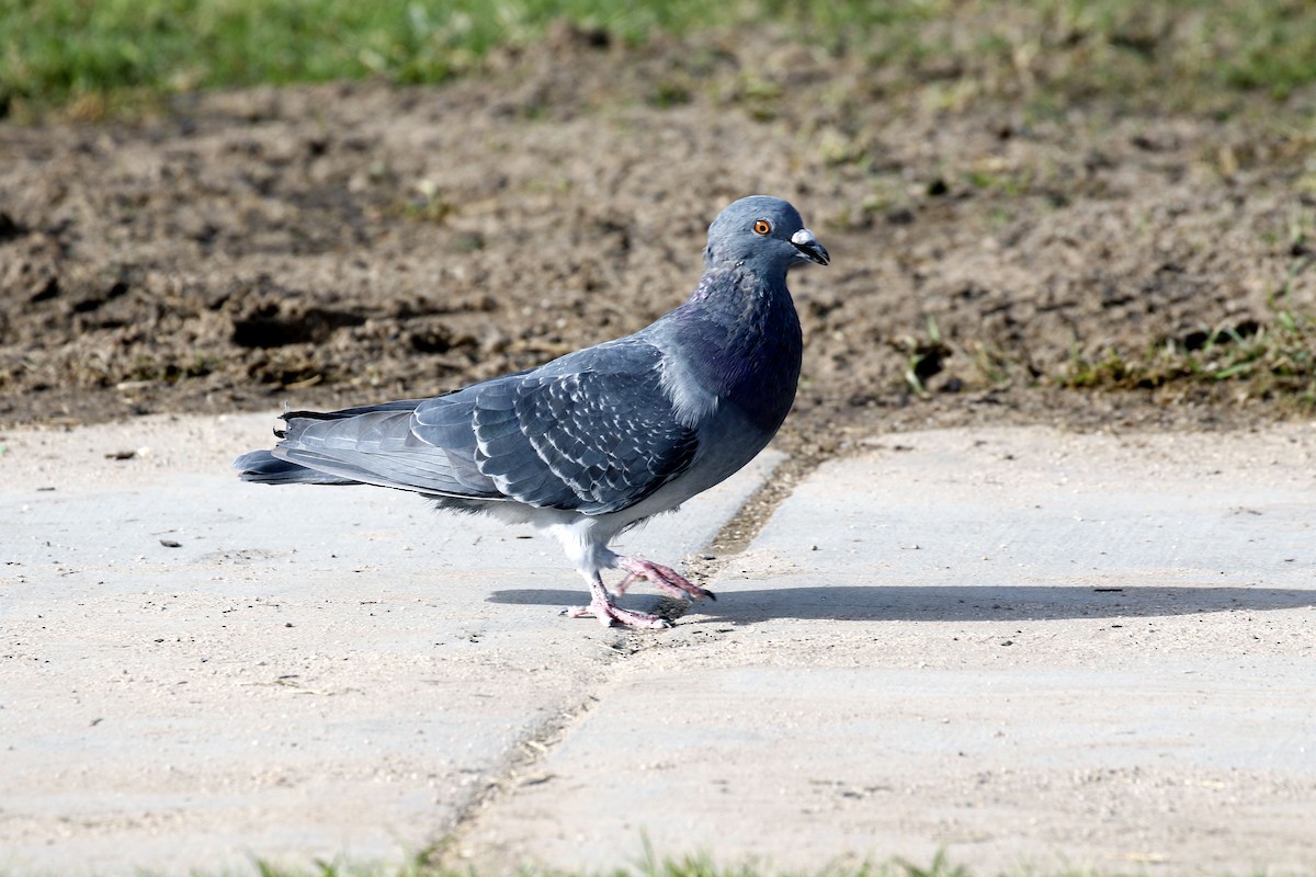 Rock Pigeon (Feral Pigeon) - ML74183851