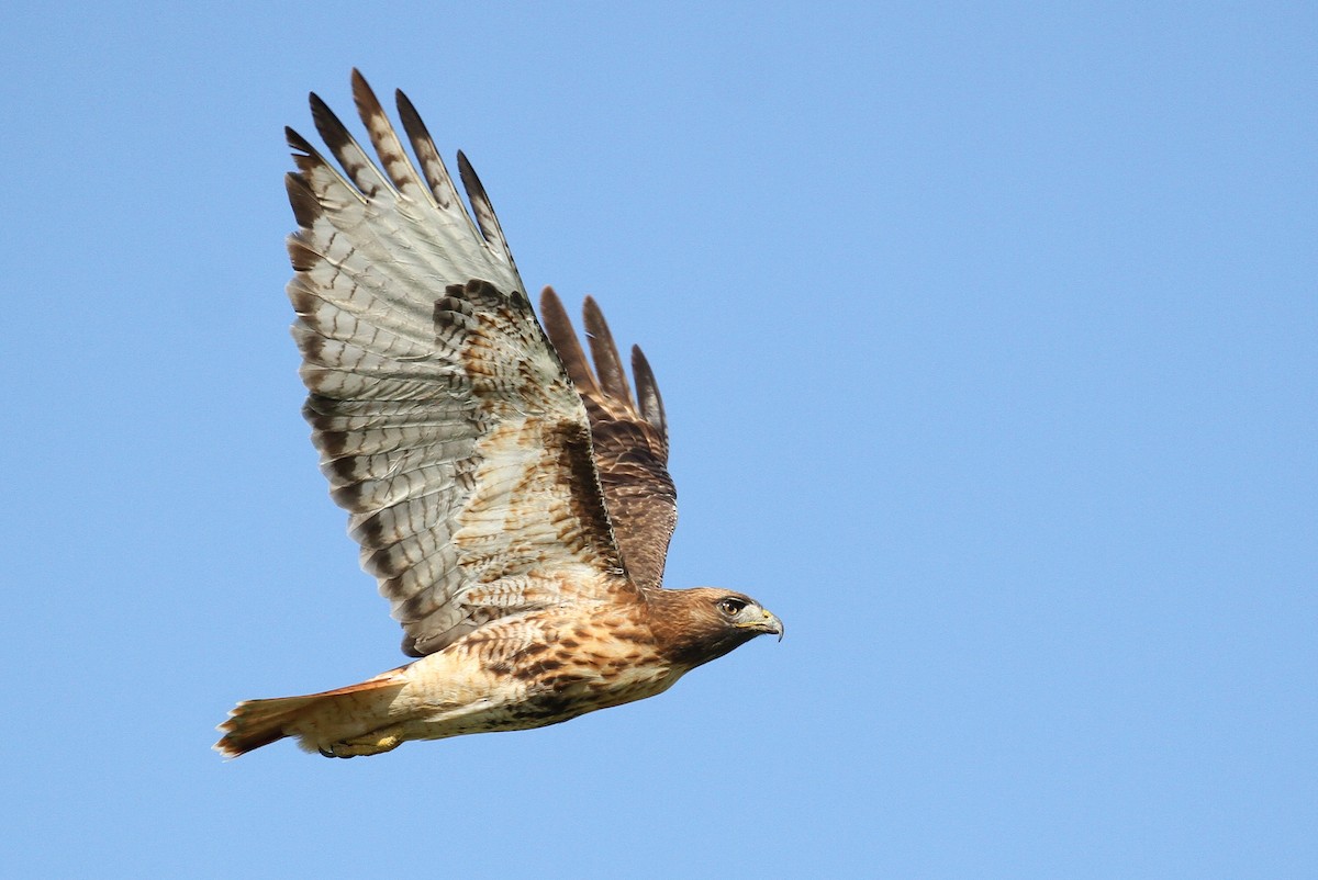 Red-tailed Hawk (calurus/alascensis) - ML74185301