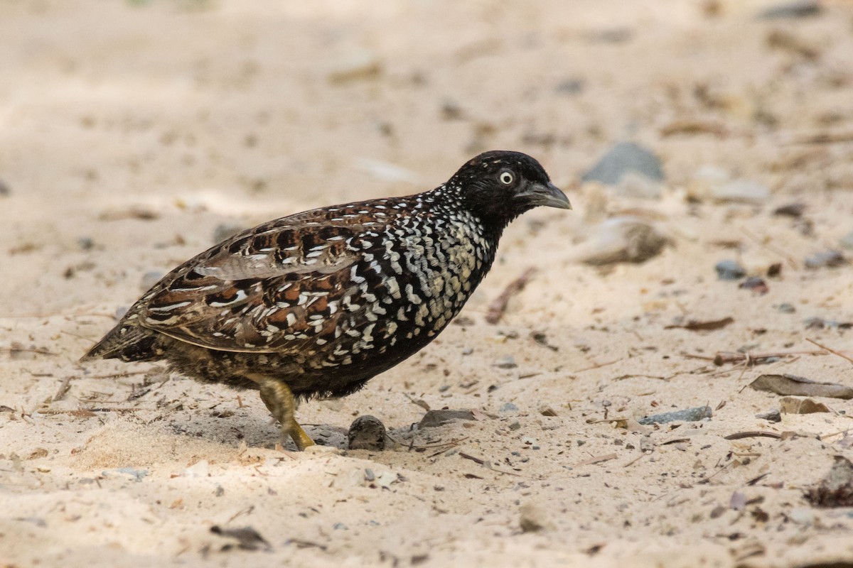 Black-breasted Buttonquail - ML74187821