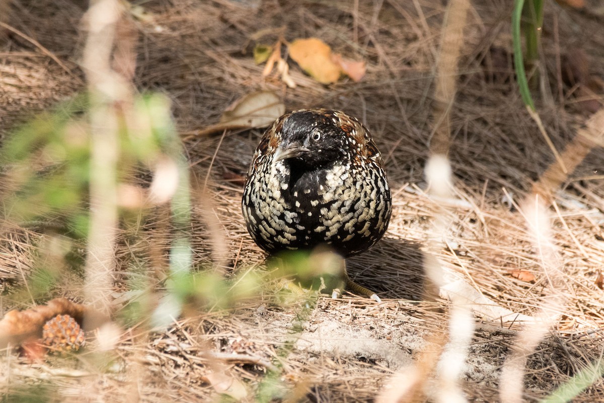 Black-breasted Buttonquail - ML74187831