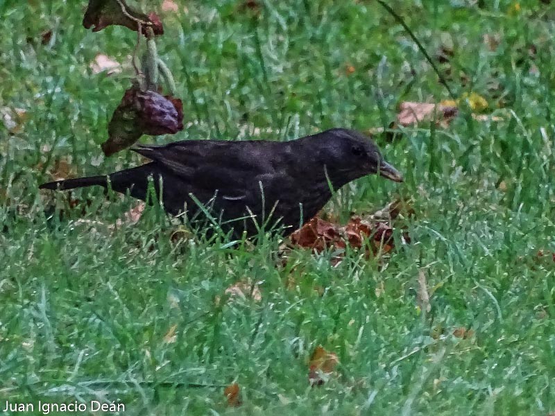 Eurasian Blackbird - Juan I. Deán