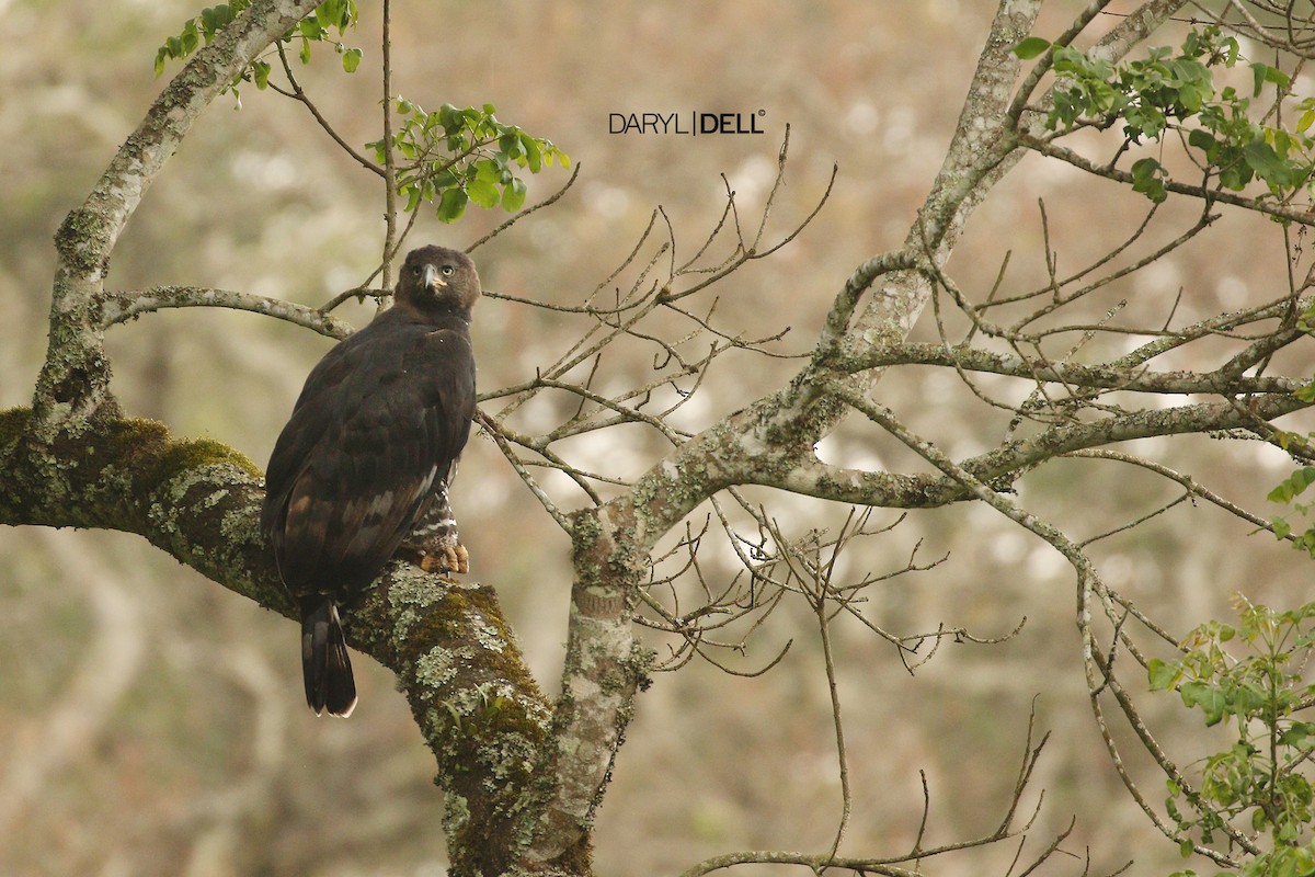 Crowned Eagle - Daryl Dell