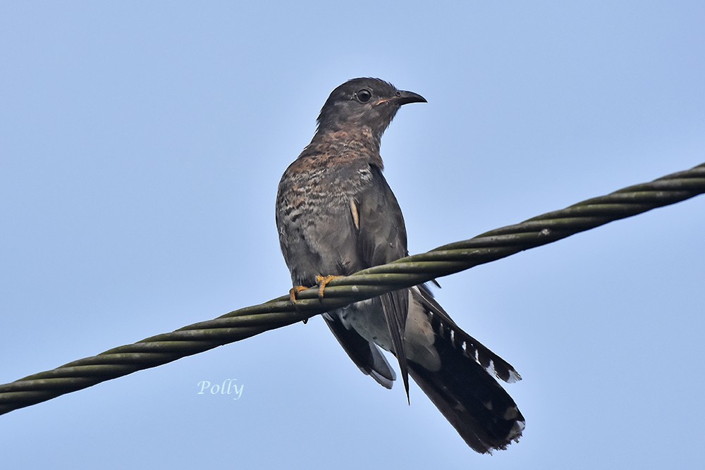 Gray-bellied Cuckoo - Polly Kalamassery