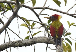  - Crimson-winged Woodpecker