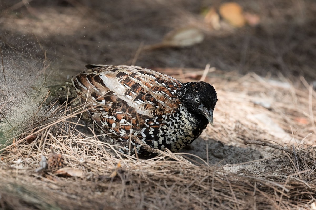 Black-breasted Buttonquail - ML74193471